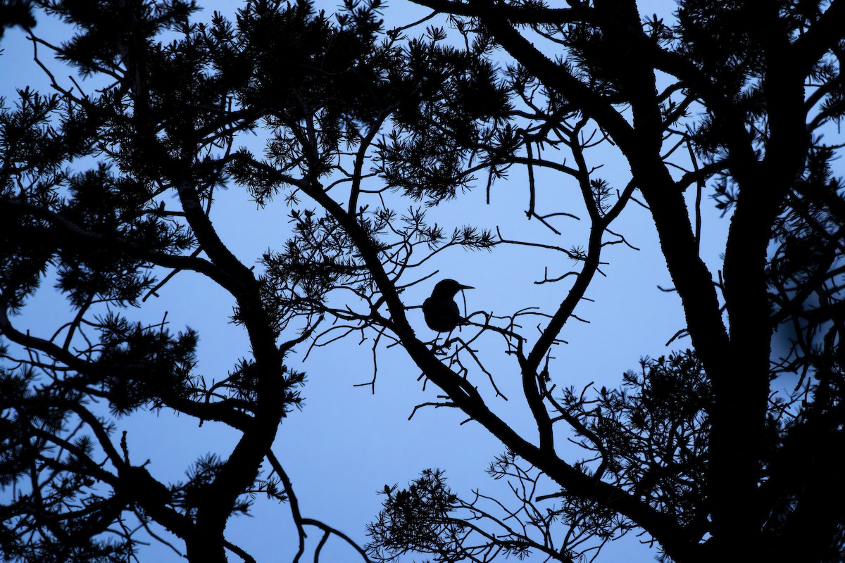 Pinyon Jay - ML620681063