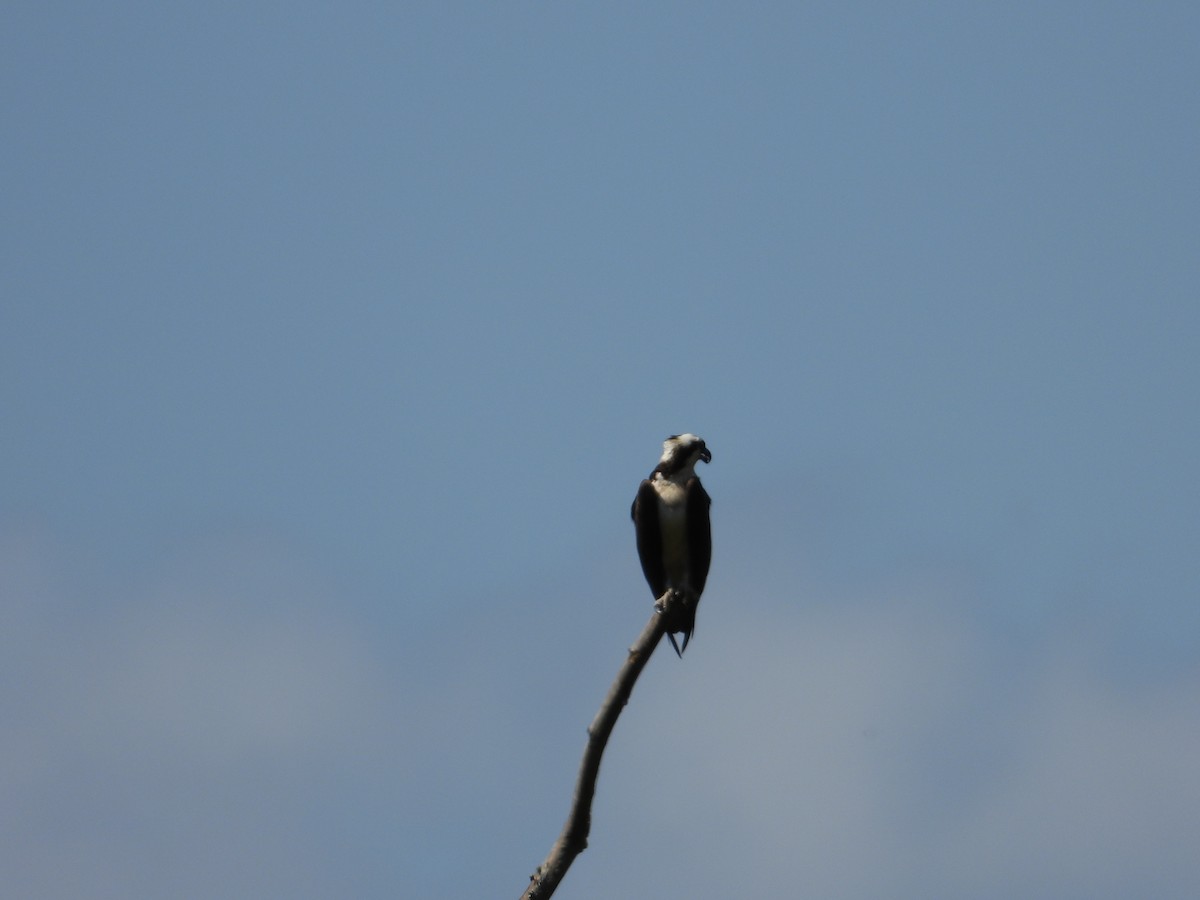 Águila Pescadora - ML620681075