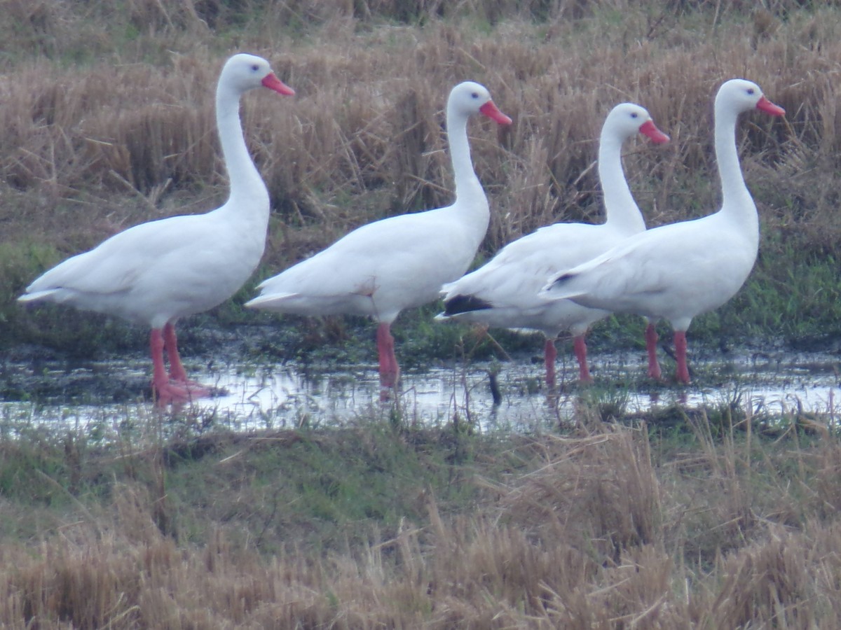 Coscoroba Swan - Germán Antúnez Tort