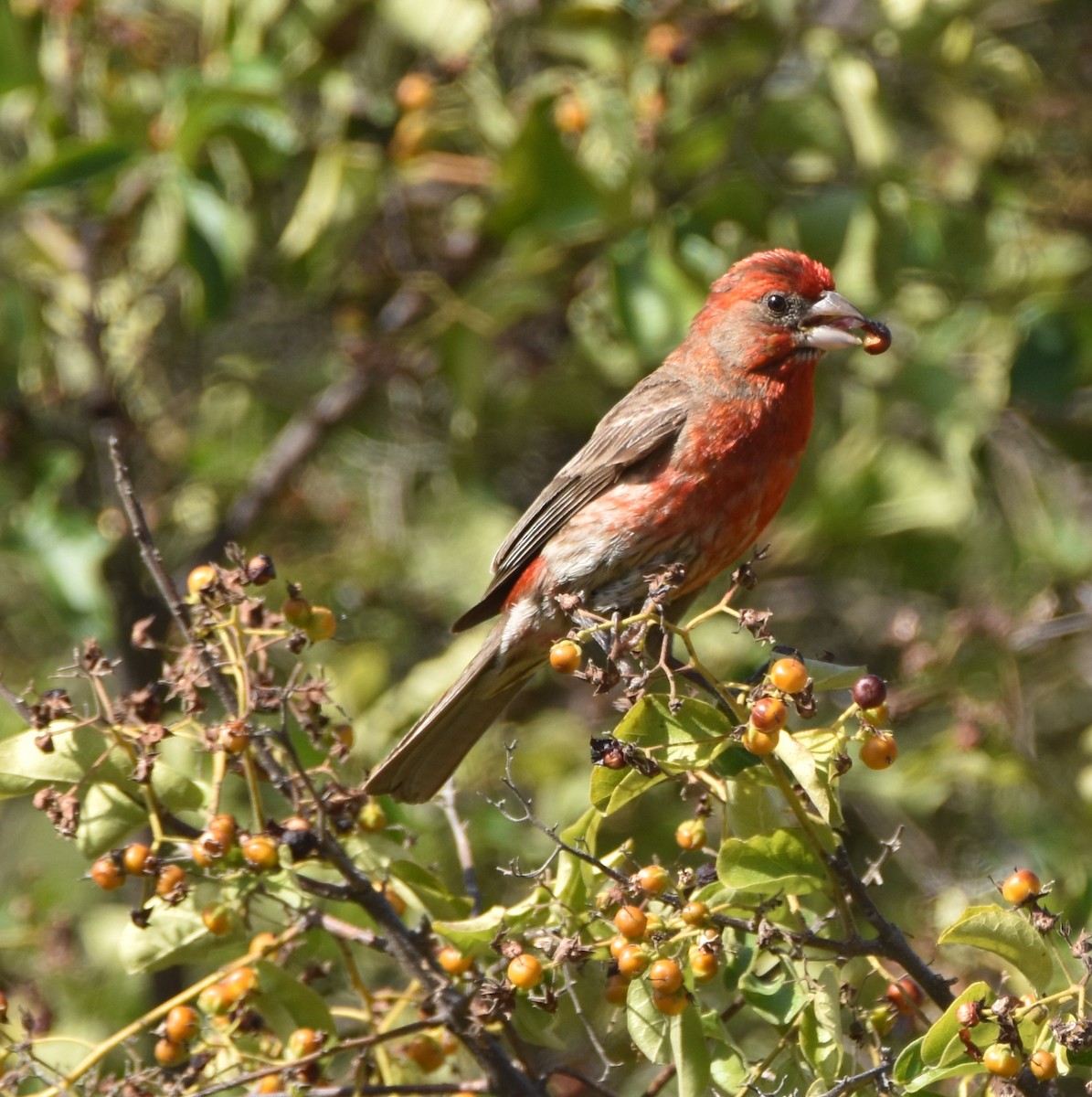 House Finch - ML620681081