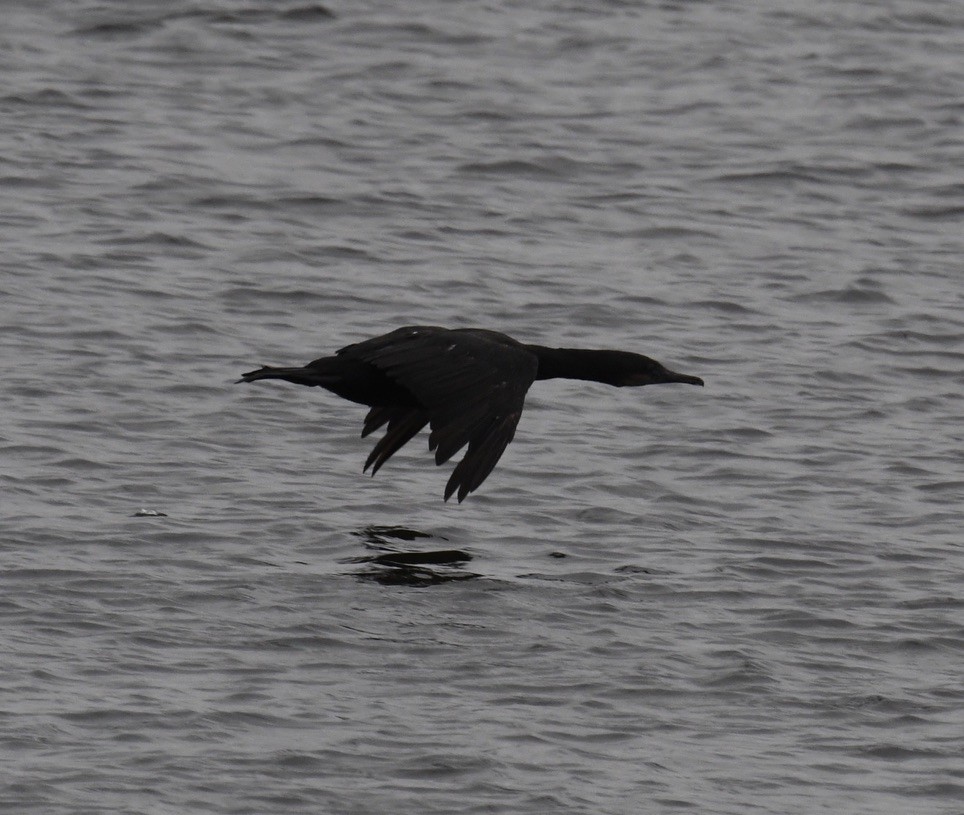 Brandt's Cormorant - ML620681082