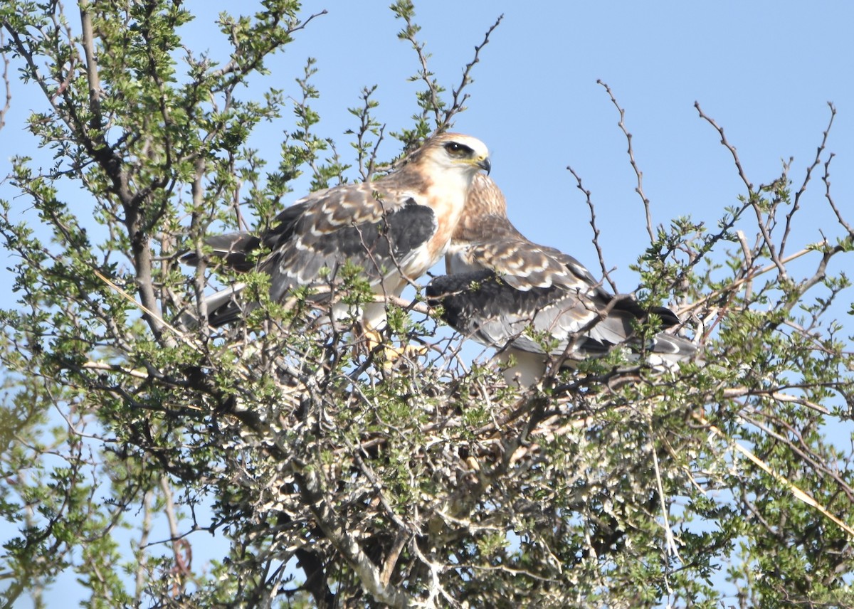 White-tailed Kite - ML620681086