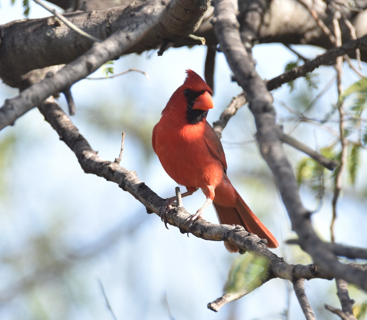 Cardenal Norteño - ML620681093