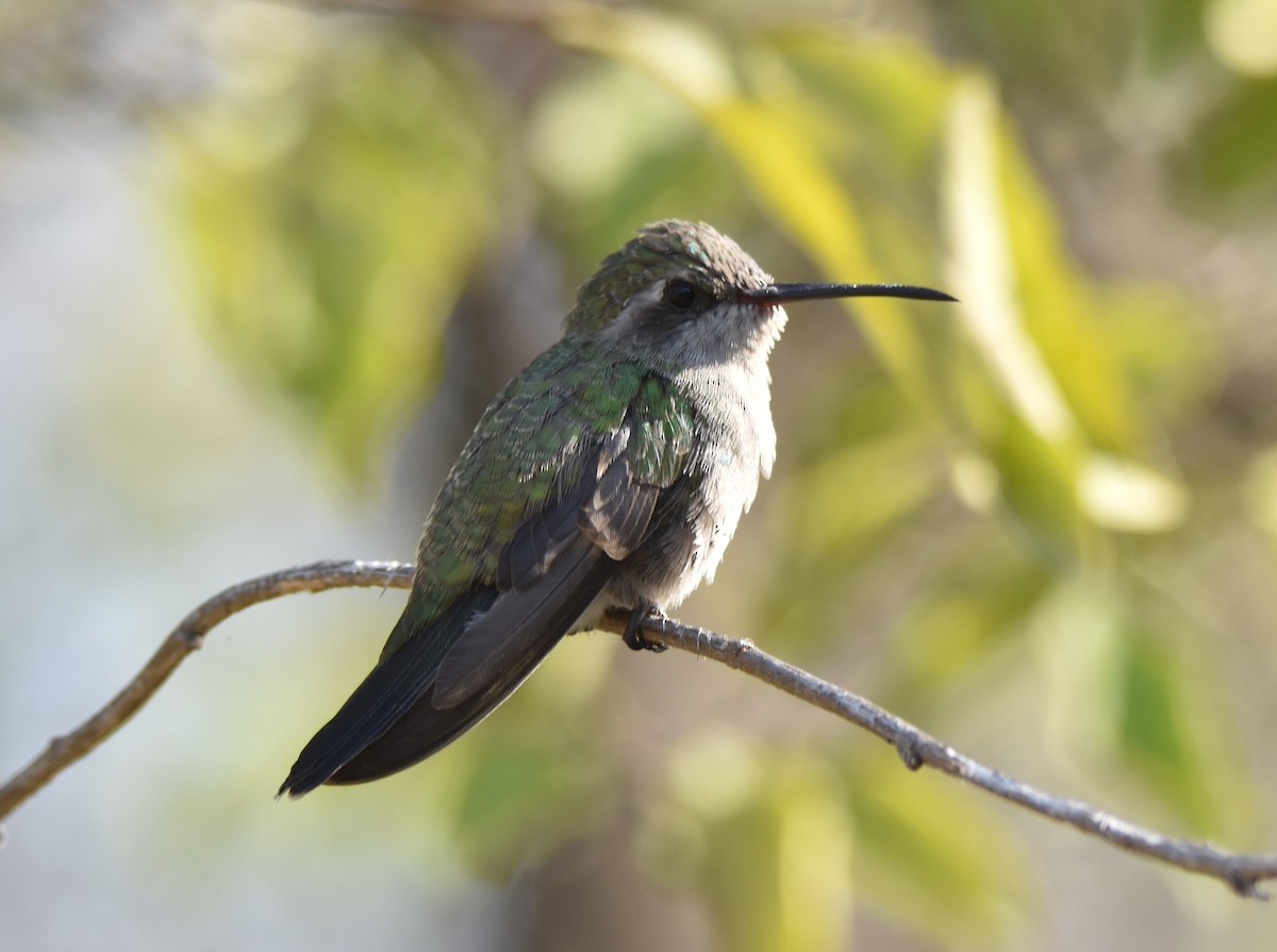 Colibrí Piquiancho Común - ML620681095