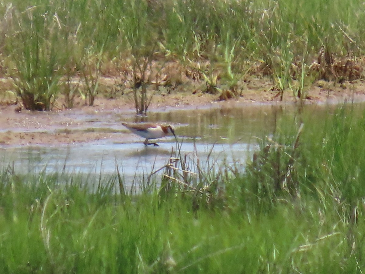 Wilson's Phalarope - ML620681096