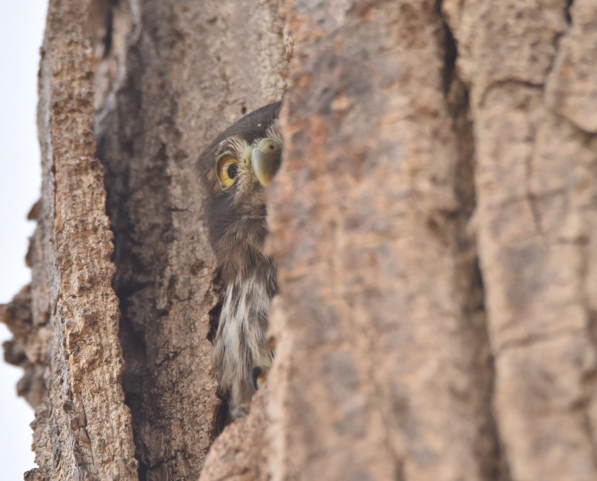 Ferruginous Pygmy-Owl - Leonardo Guzmán (Kingfisher Birdwatching Nuevo León)