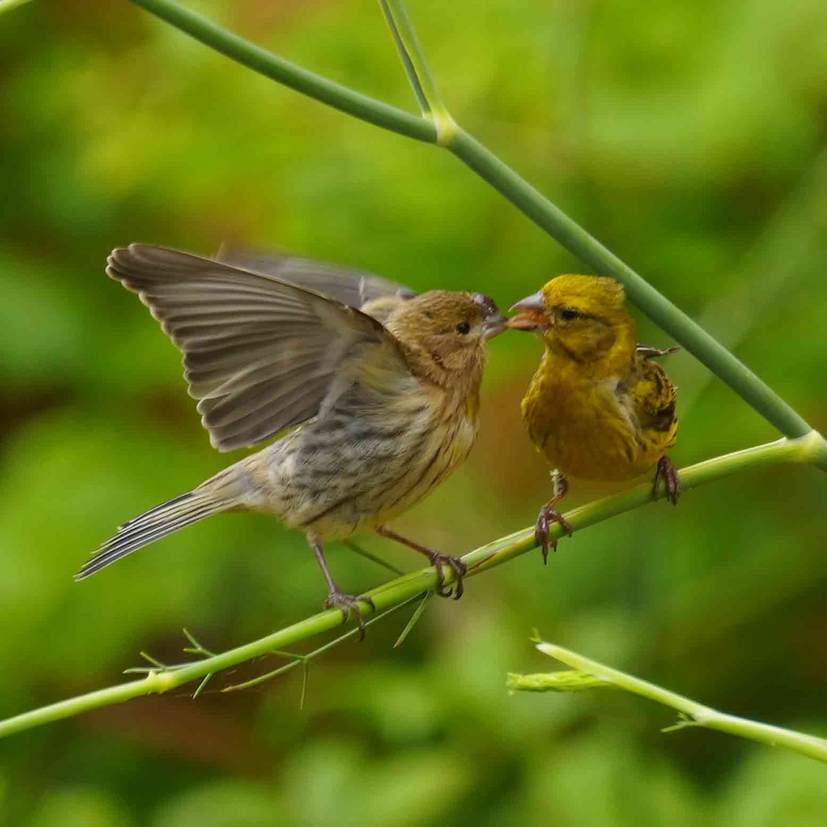 Serin des Canaries - ML620681112