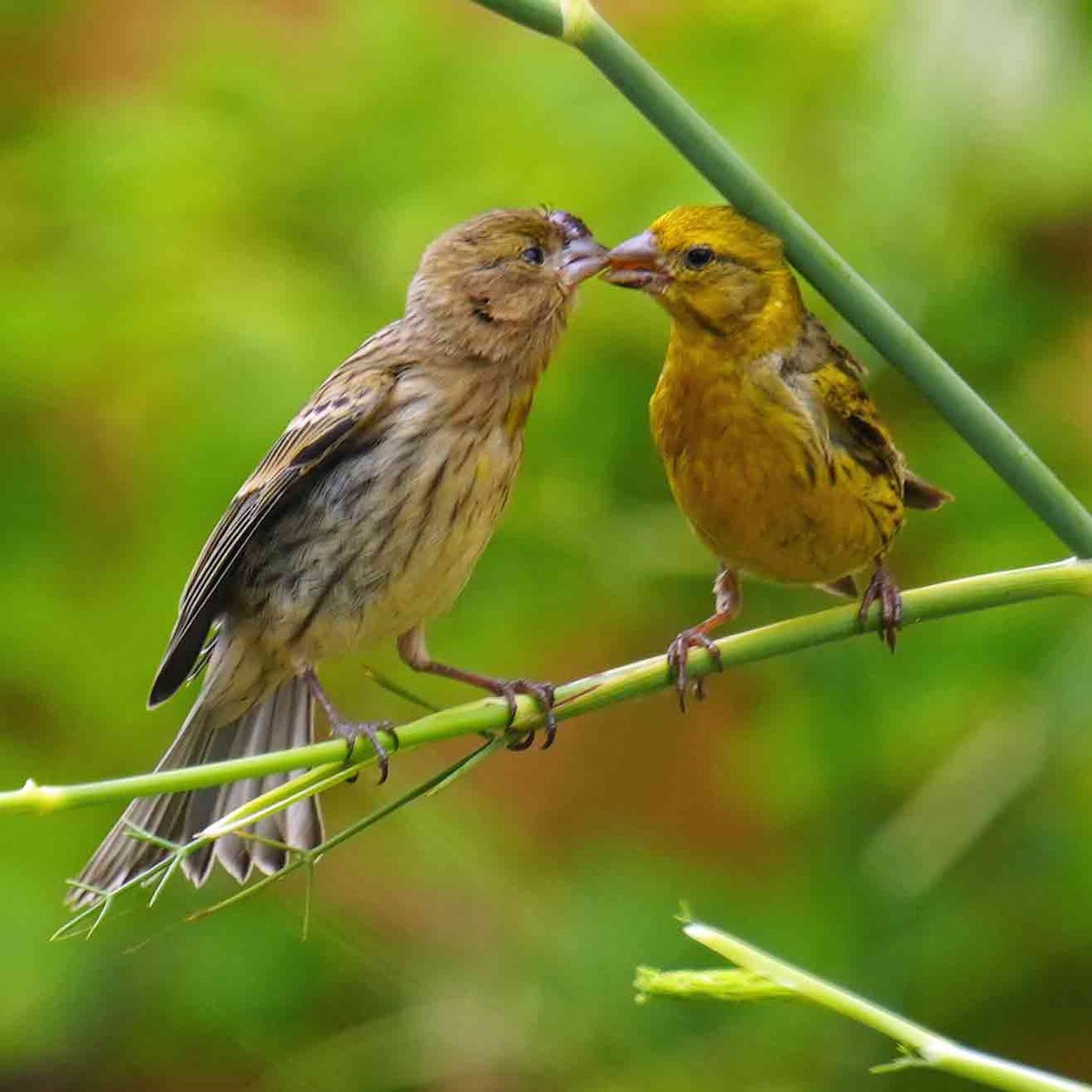 Serin des Canaries - ML620681116