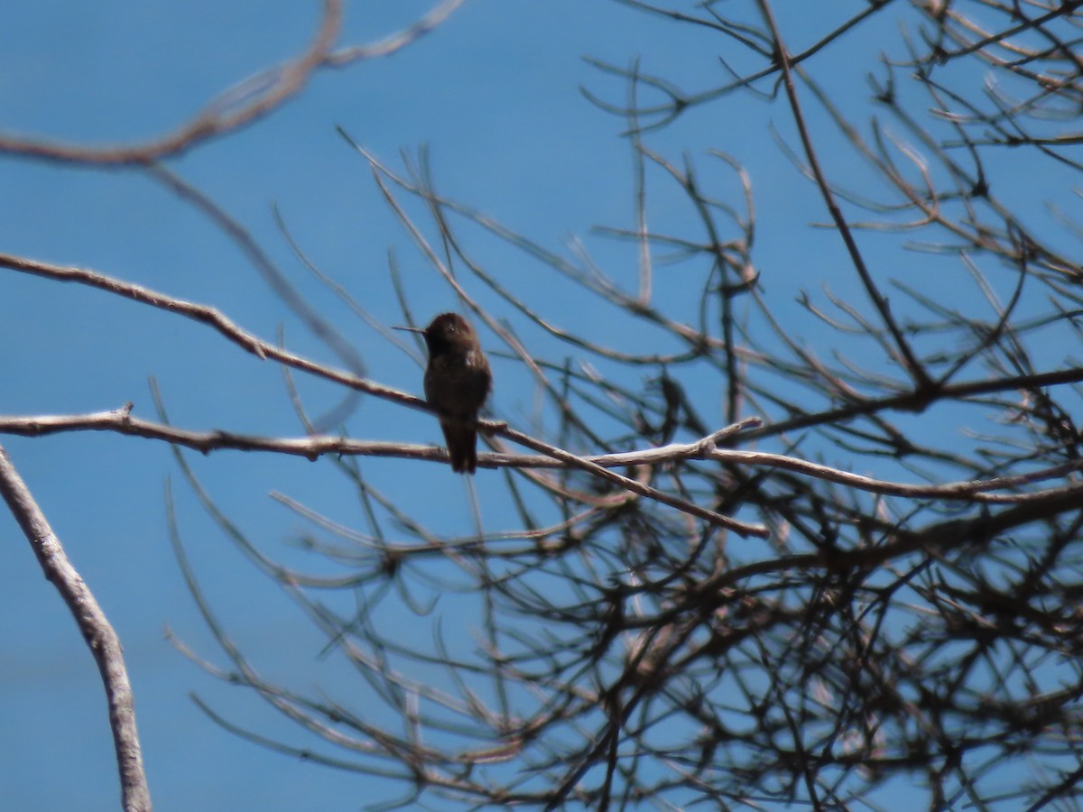 Anna's Hummingbird - ML620681150