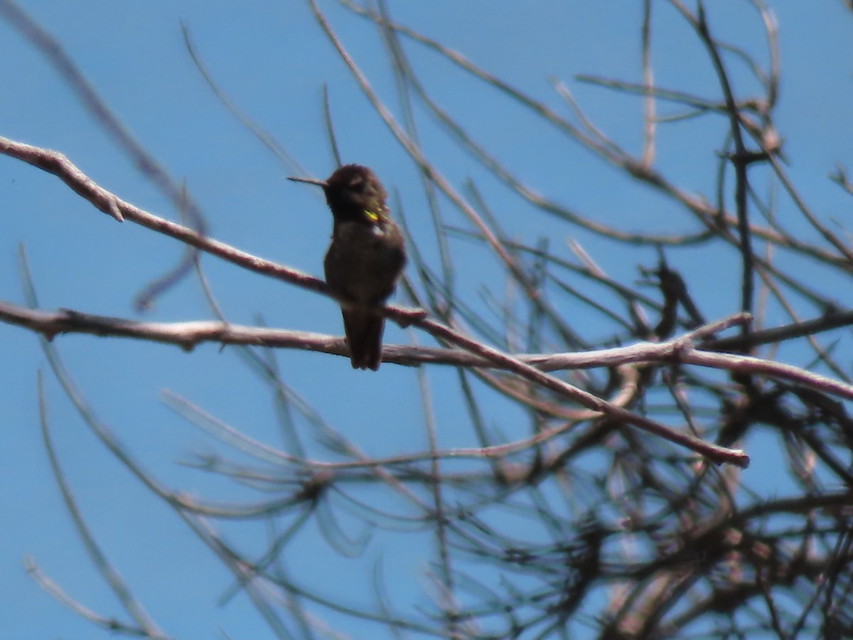 Anna's Hummingbird - ML620681151