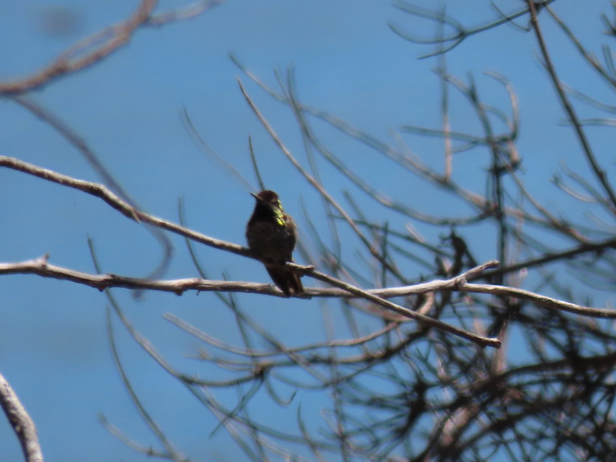 Colibrí de Anna - ML620681153