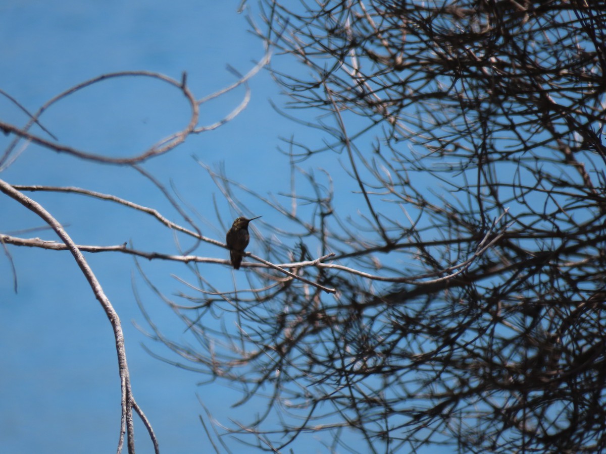 Anna's Hummingbird - ML620681155