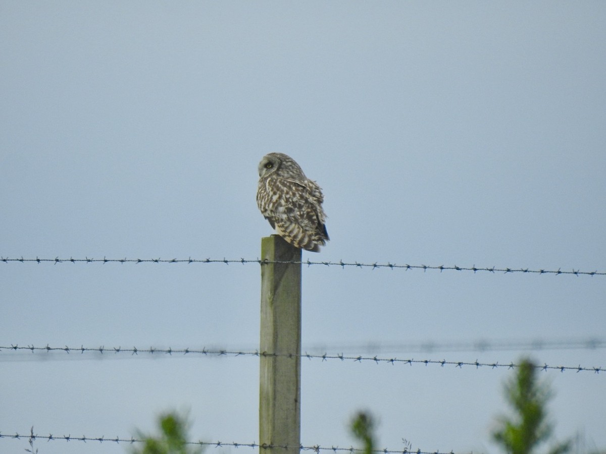 Short-eared Owl - ML620681160