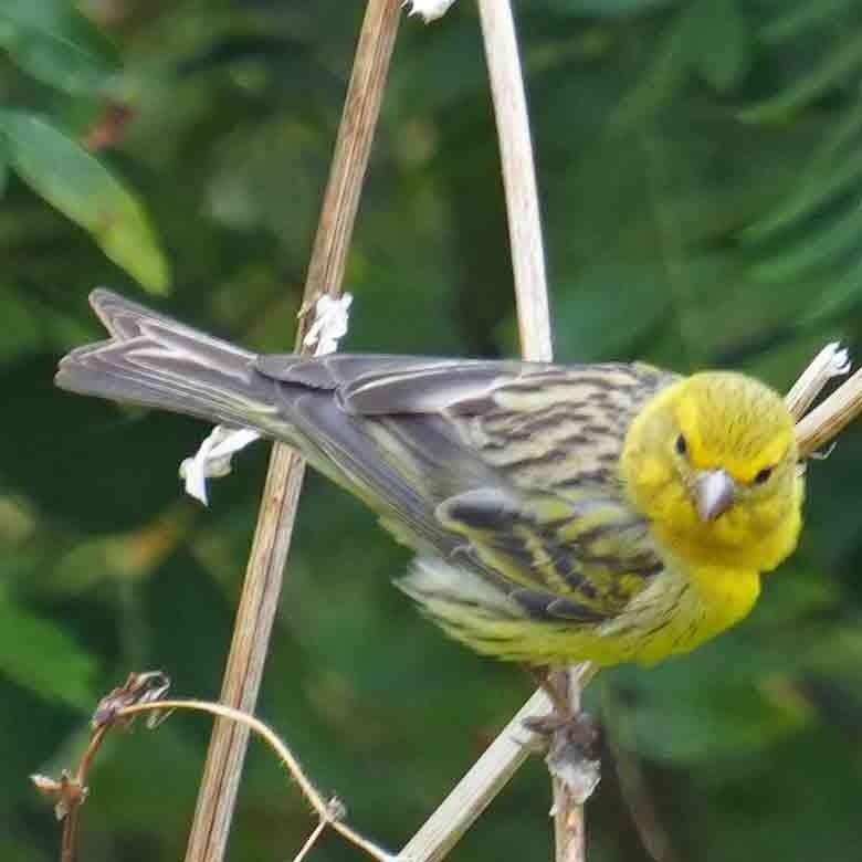 Serin des Canaries - ML620681163