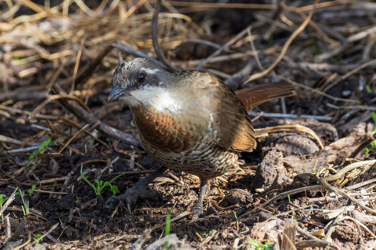 Weißbarttapaculo - ML620681167