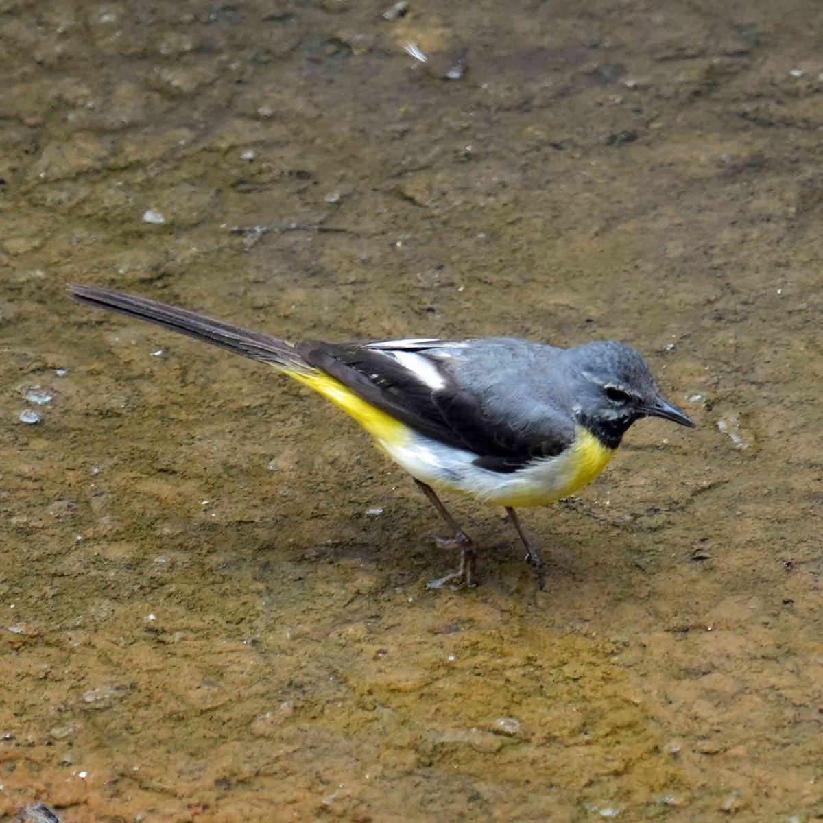 Gray Wagtail - ML620681168