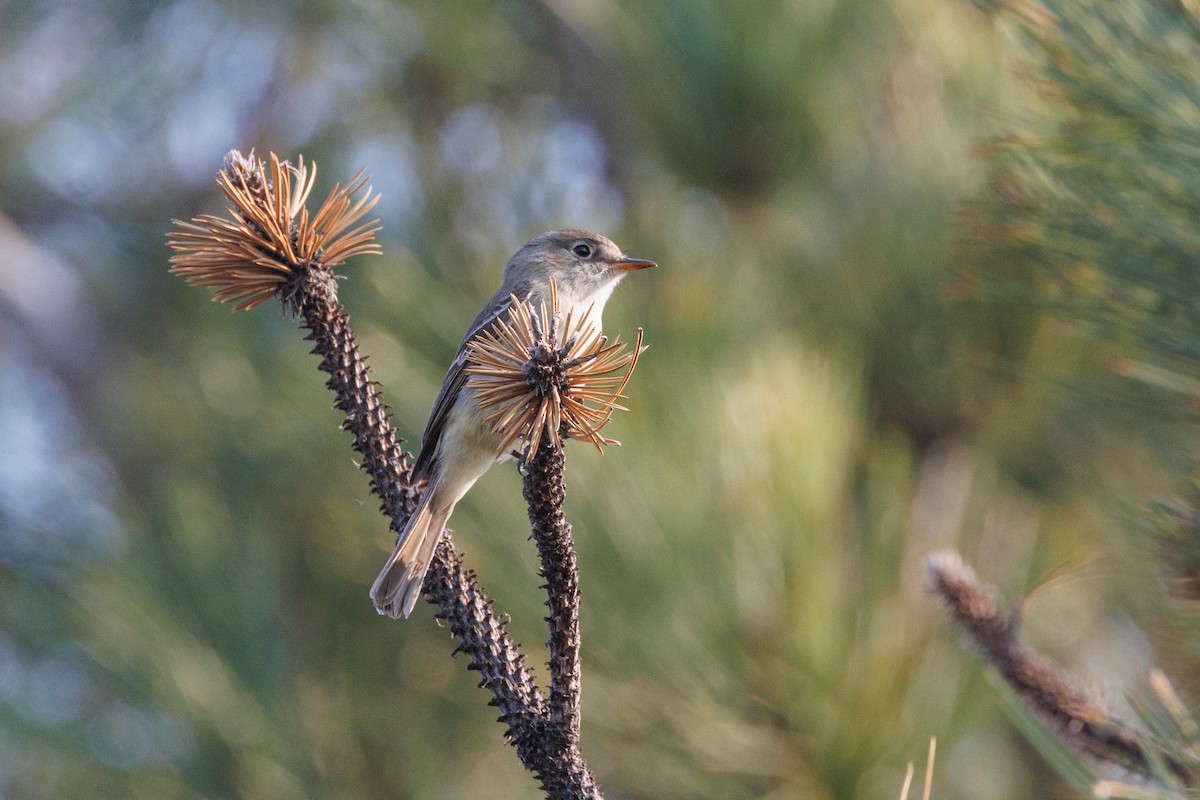 Gray Flycatcher - ML620681170