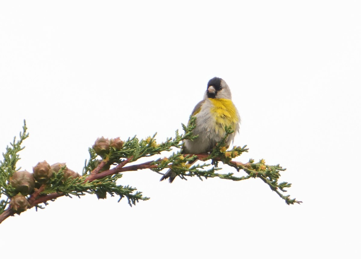 Lawrence's Goldfinch - ML620681183