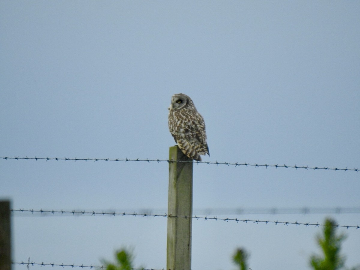 Short-eared Owl - ML620681187