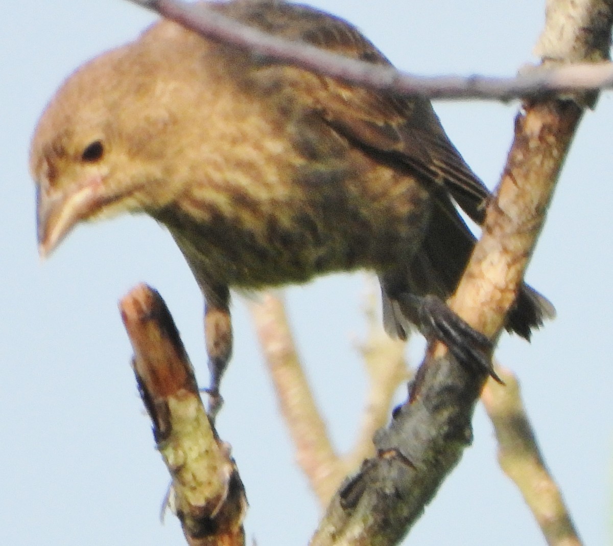 Brown-headed Cowbird - ML620681189
