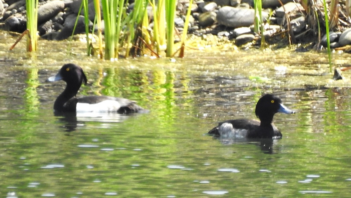 Tufted Duck - ML620681202