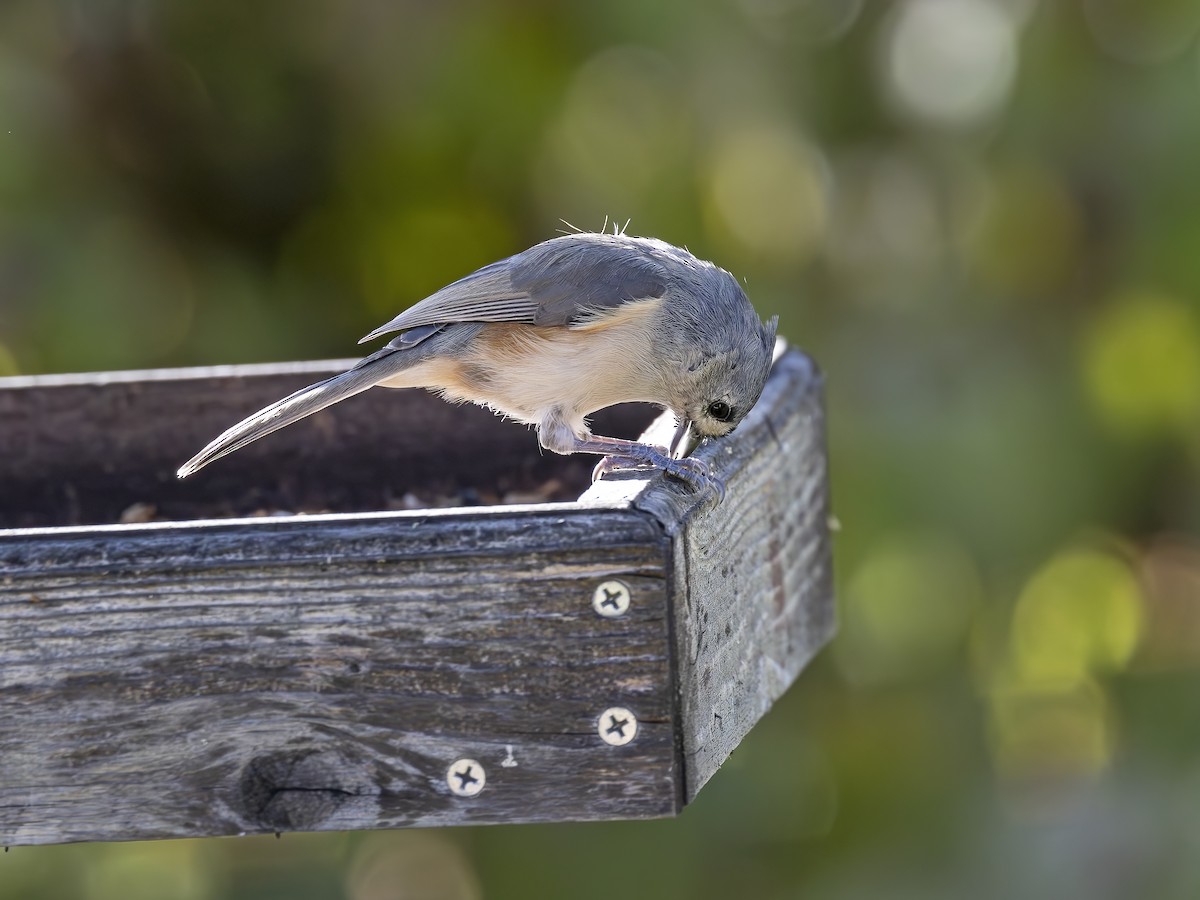 Tufted Titmouse - ML620681247