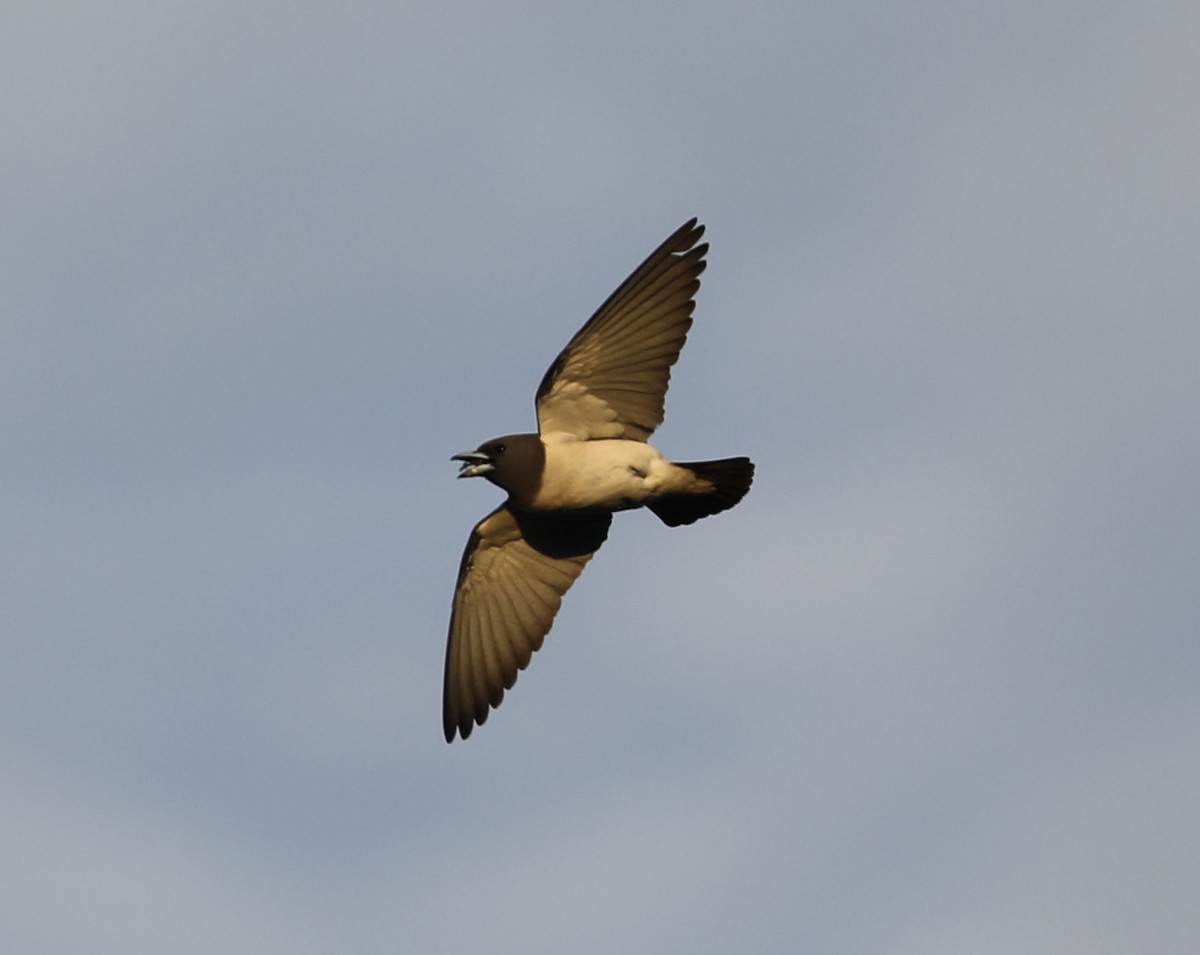 White-breasted Woodswallow - ML620681255