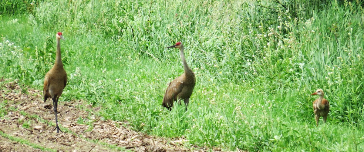 Sandhill Crane - ML620681306