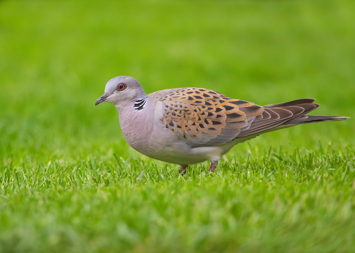 European Turtle-Dove - ML620681308