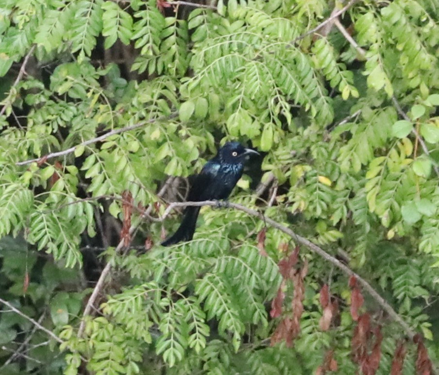 Hair-crested Drongo (Javan) - ML620681324