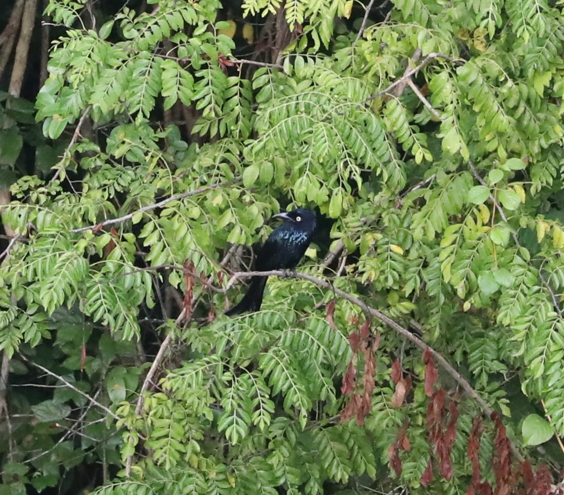 Hair-crested Drongo (Javan) - ML620681325