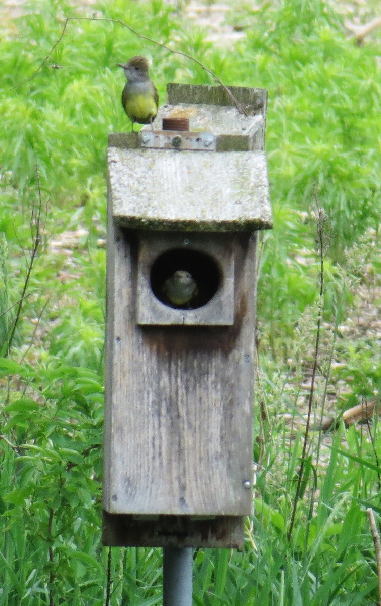 Great Crested Flycatcher - pamela hoyland