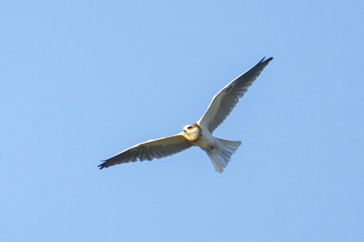 White-tailed Kite - ML620681328