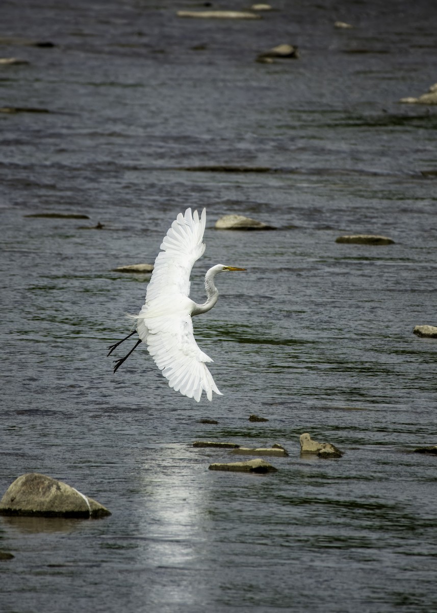 Great Egret - ML620681329