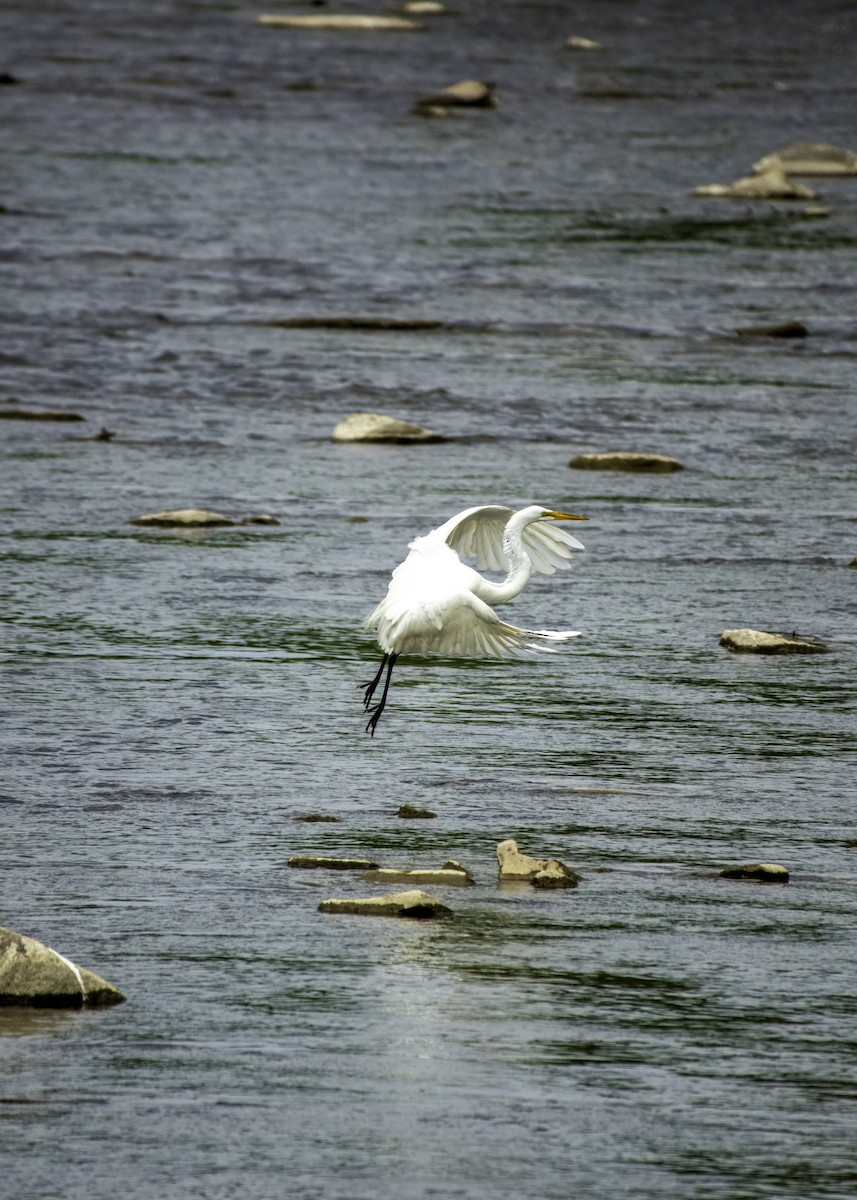 Great Egret - Anonymous