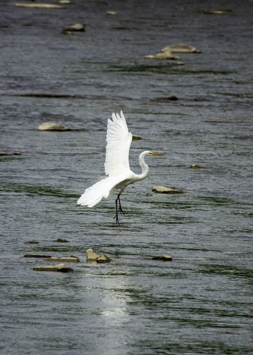 Great Egret - ML620681331