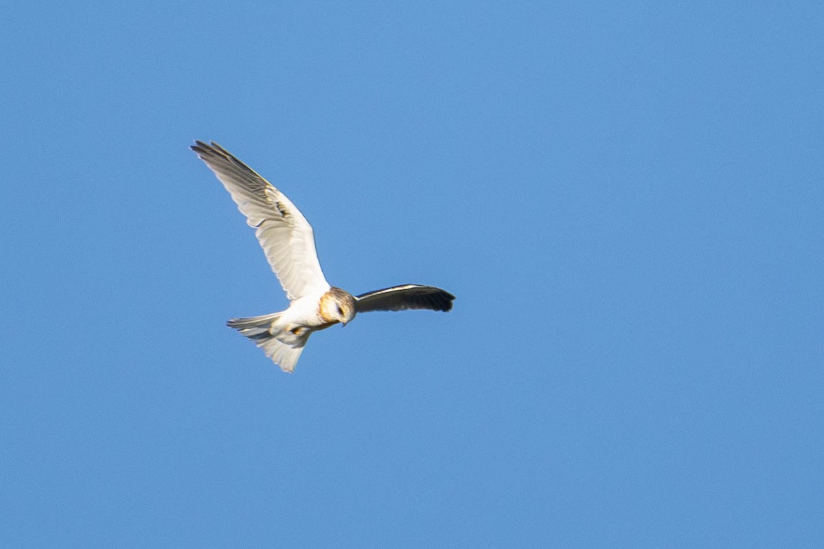 White-tailed Kite - ML620681333