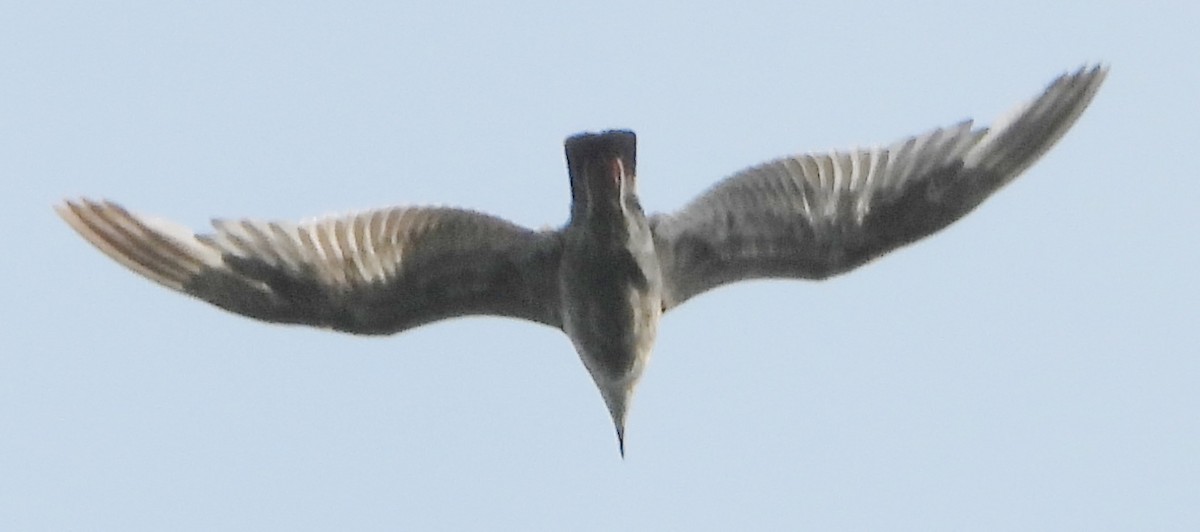 Herring Gull - ML620681341