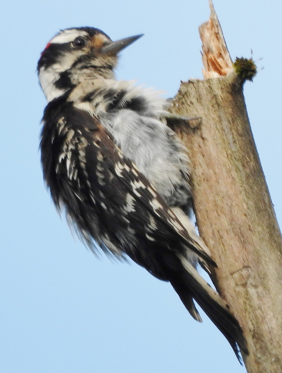 Downy Woodpecker - ML620681347
