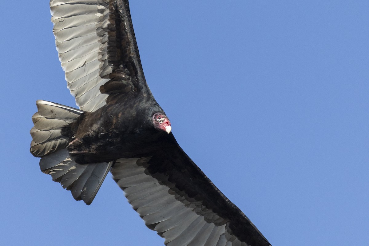 Turkey Vulture - ML620681349