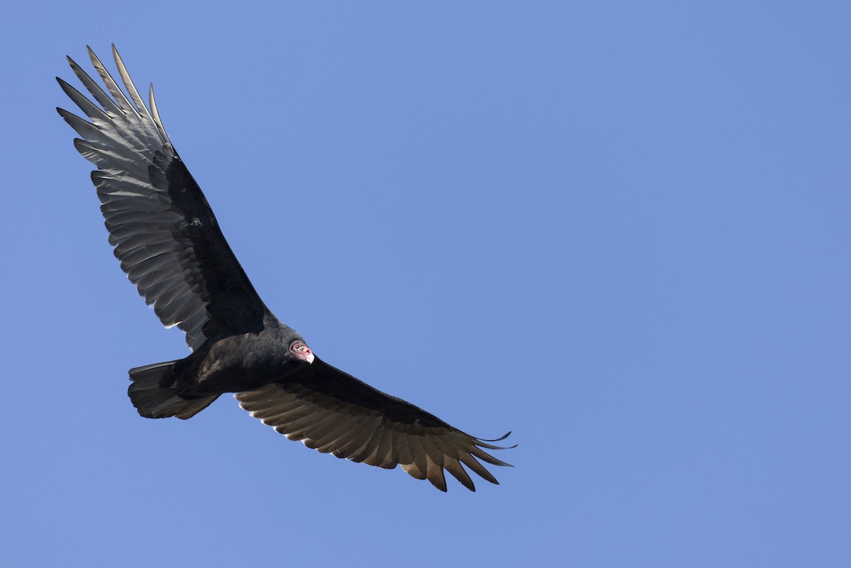 Turkey Vulture - ML620681352