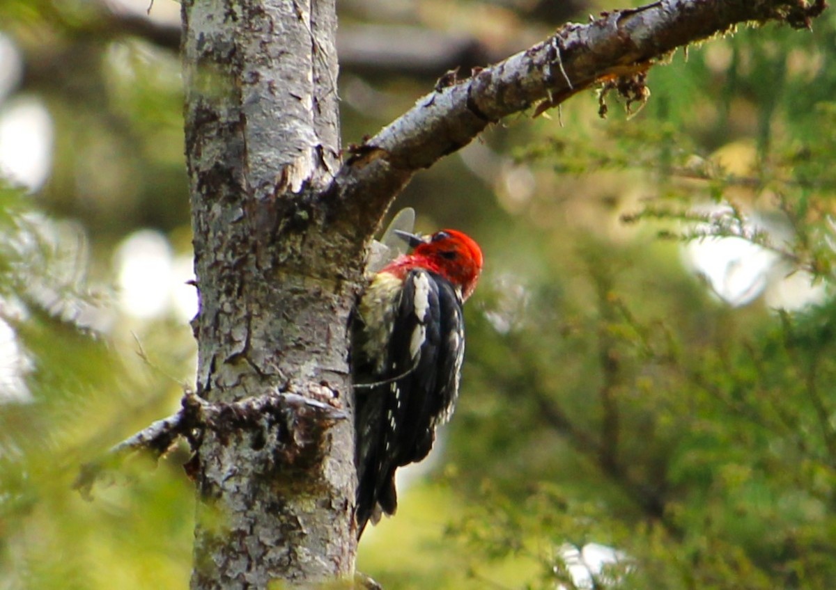 Red-breasted Sapsucker - ML620681361