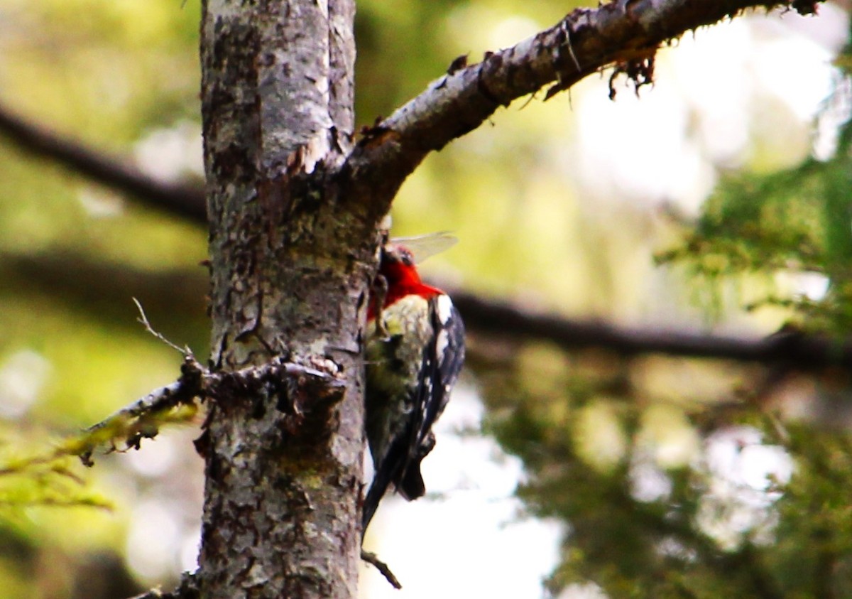 Red-breasted Sapsucker - ML620681377