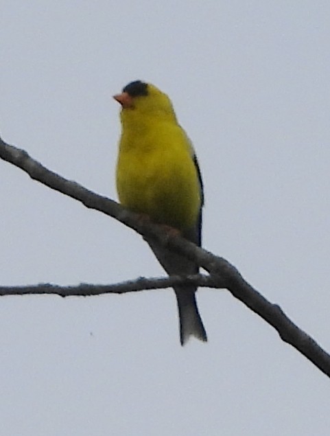 American Goldfinch - ML620681389