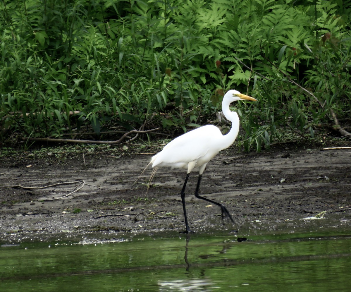 Great Egret - ML620681395