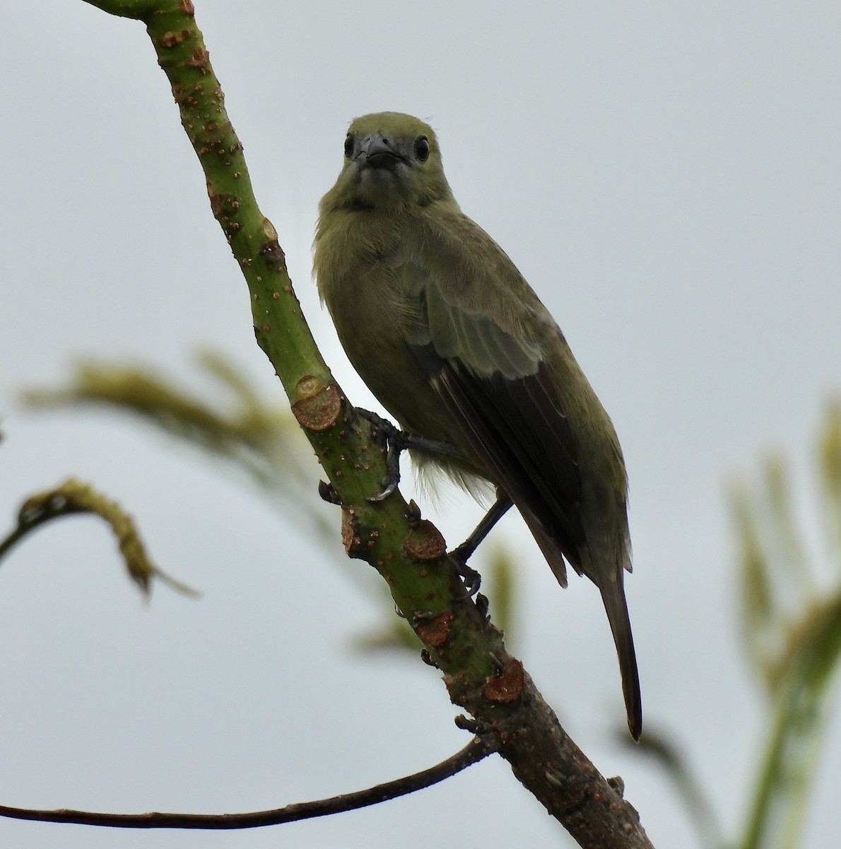 Palm Tanager - ML620681396