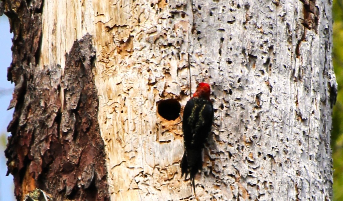 Red-breasted Sapsucker - ML620681398
