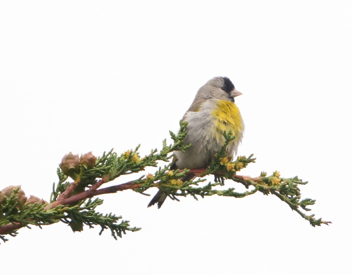 Lawrence's Goldfinch - ML620681403
