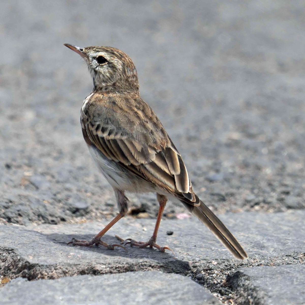 Berthelot's Pipit - ML620681410