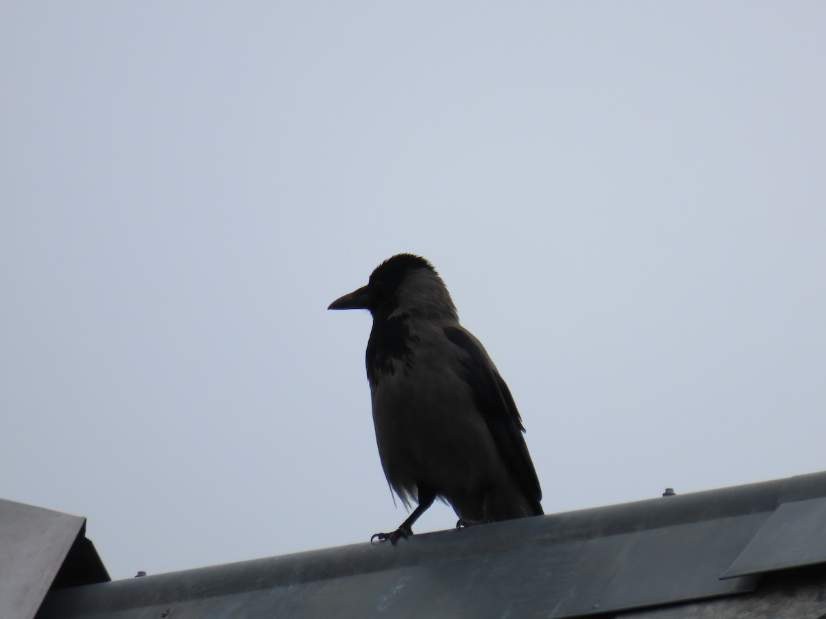 Hooded Crow - ML620681417